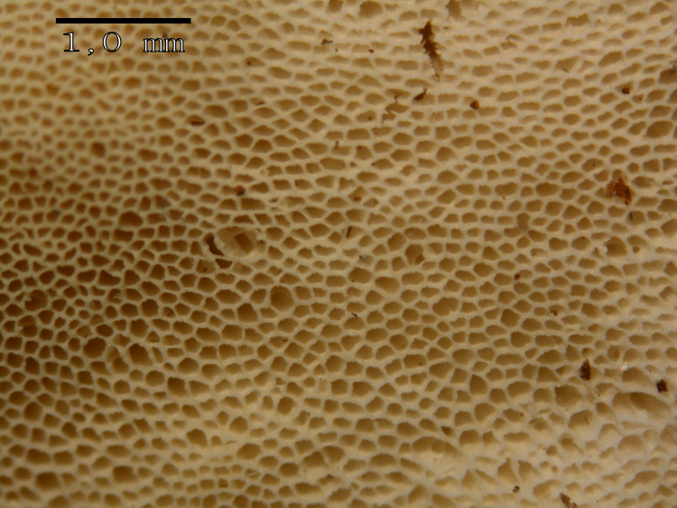 Ritrovamento n 7 del 20-11-2011 (Skeletocutis nivea)